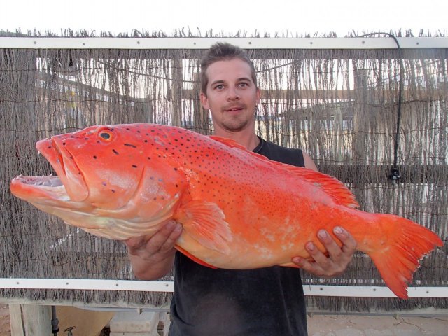 9 kg coral bay trout